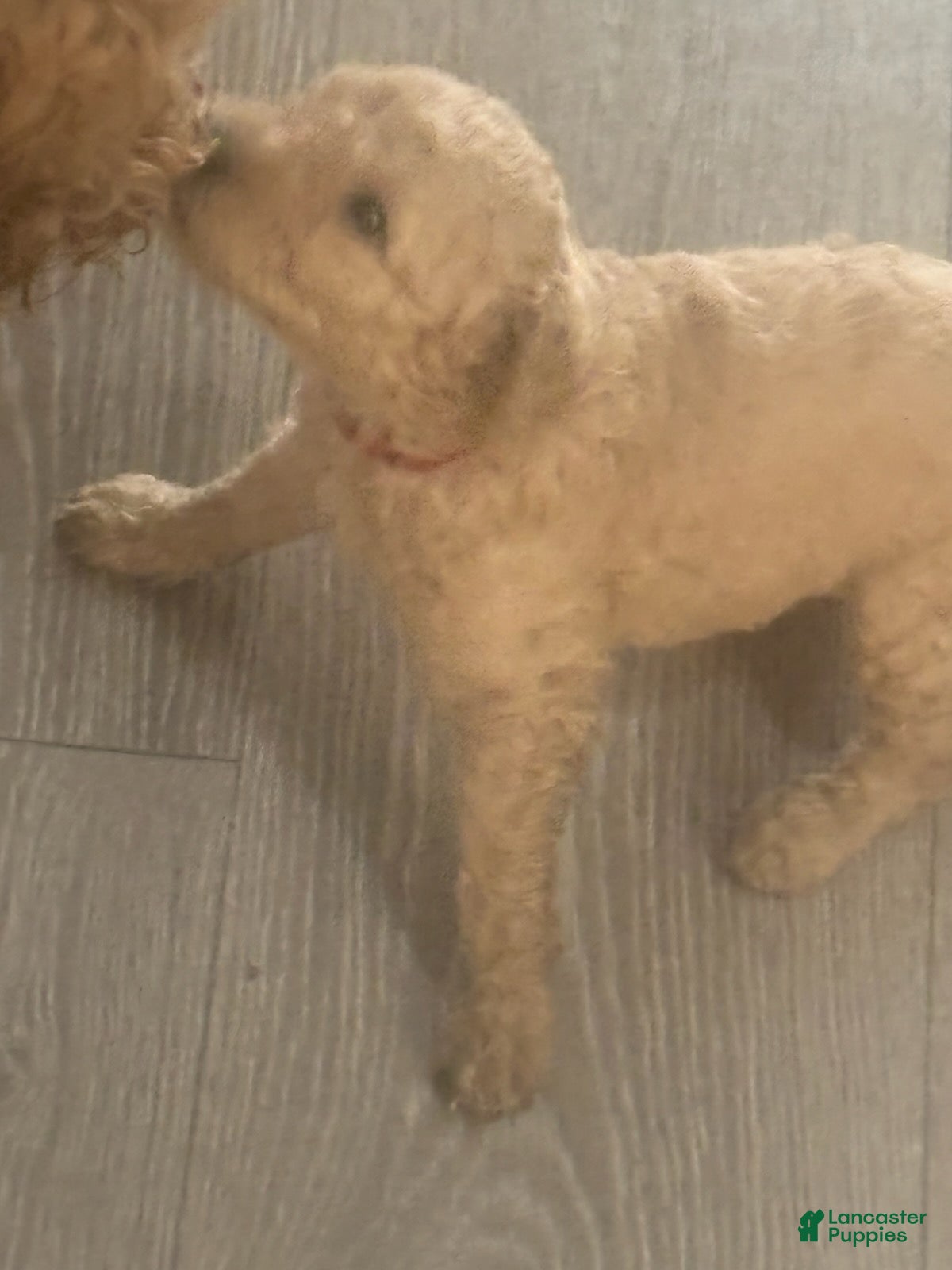 Goldendoodle dogs Boy 4 - Ad 5