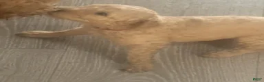 Boy 4