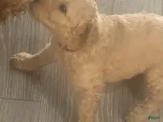 Goldendoodle dogs Boy 4 - Ad 5