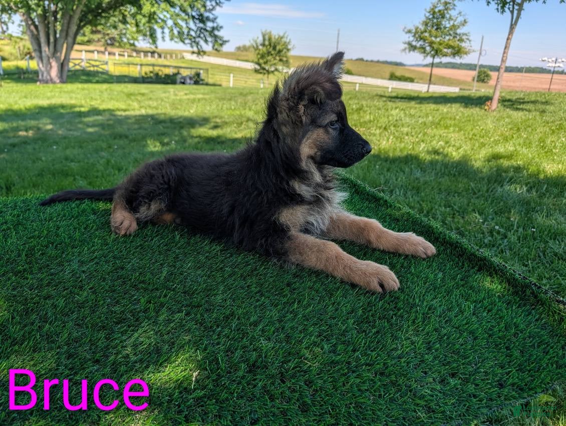 German Shepherd dogs Bruce - Ad 2