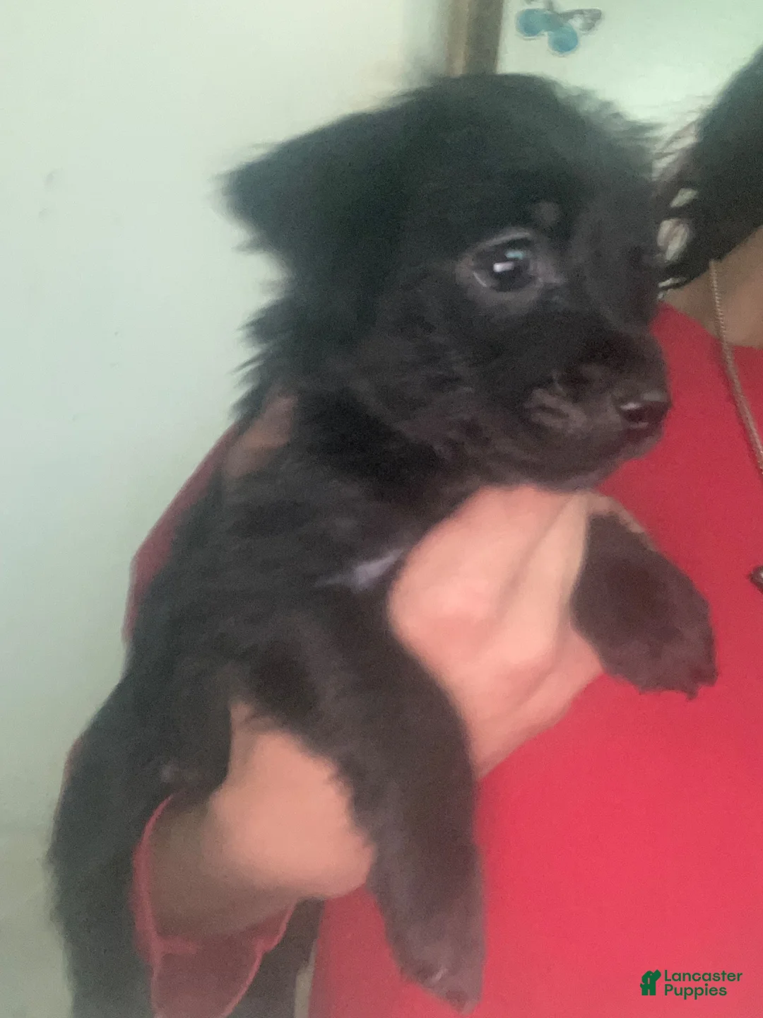 Chorkie dogs for sale: Chorkie 3 - Ad 2