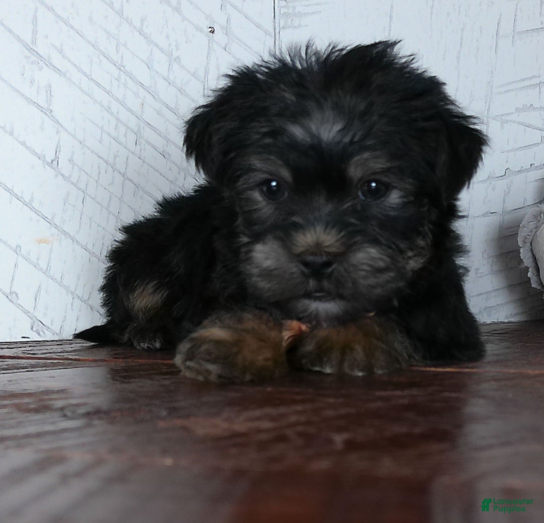 Shorkie dogs for sale: Bandit - Ad 2