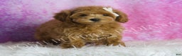 Maltipoo dogs for sale: Felicia - Ad 3