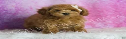 Maltipoo dogs for sale: Felicia - Ad 3