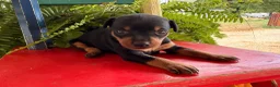 Miniature Pinscher dogs for sale: Mocha  - Ad 3