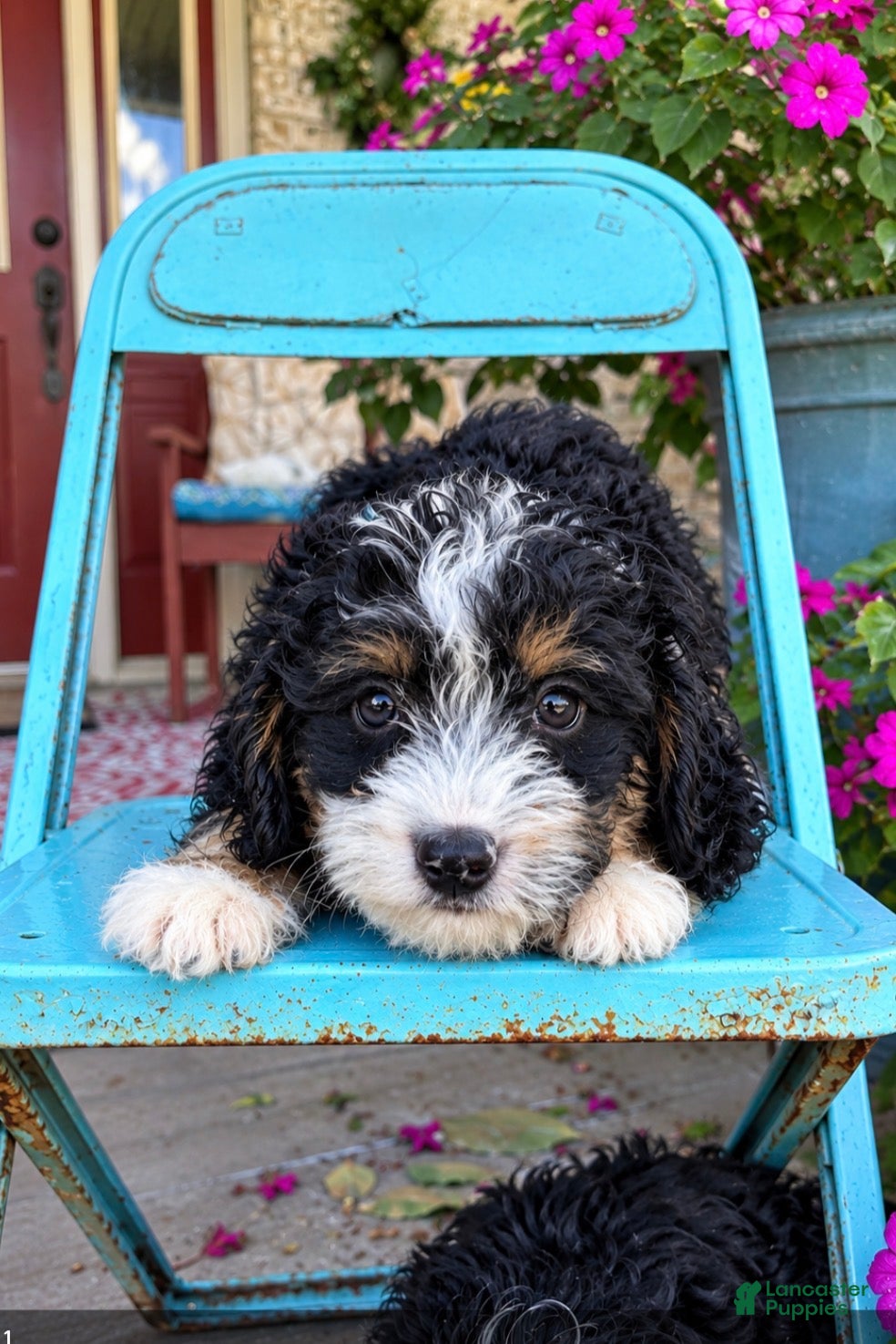Mini Bernedoodle dogs Dexter - Ad 20