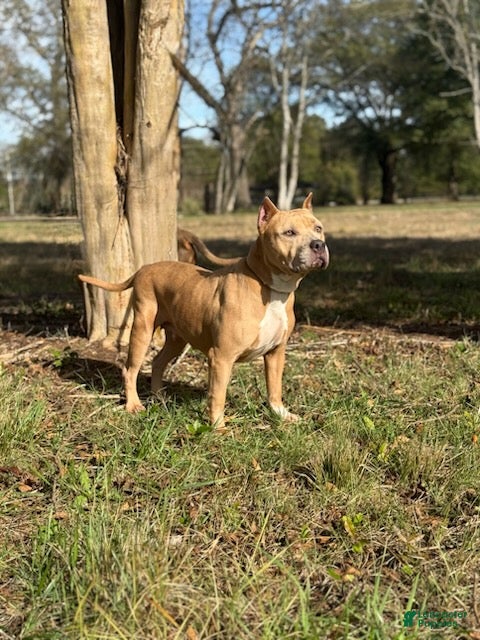 American Bully dogs Nova - Ad 5