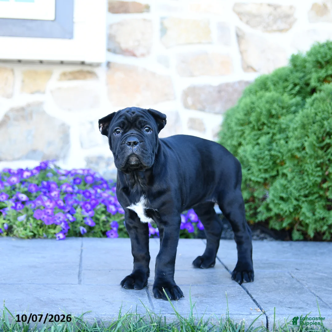 Cane Corso dogs for sale: Bri  - Ad 2