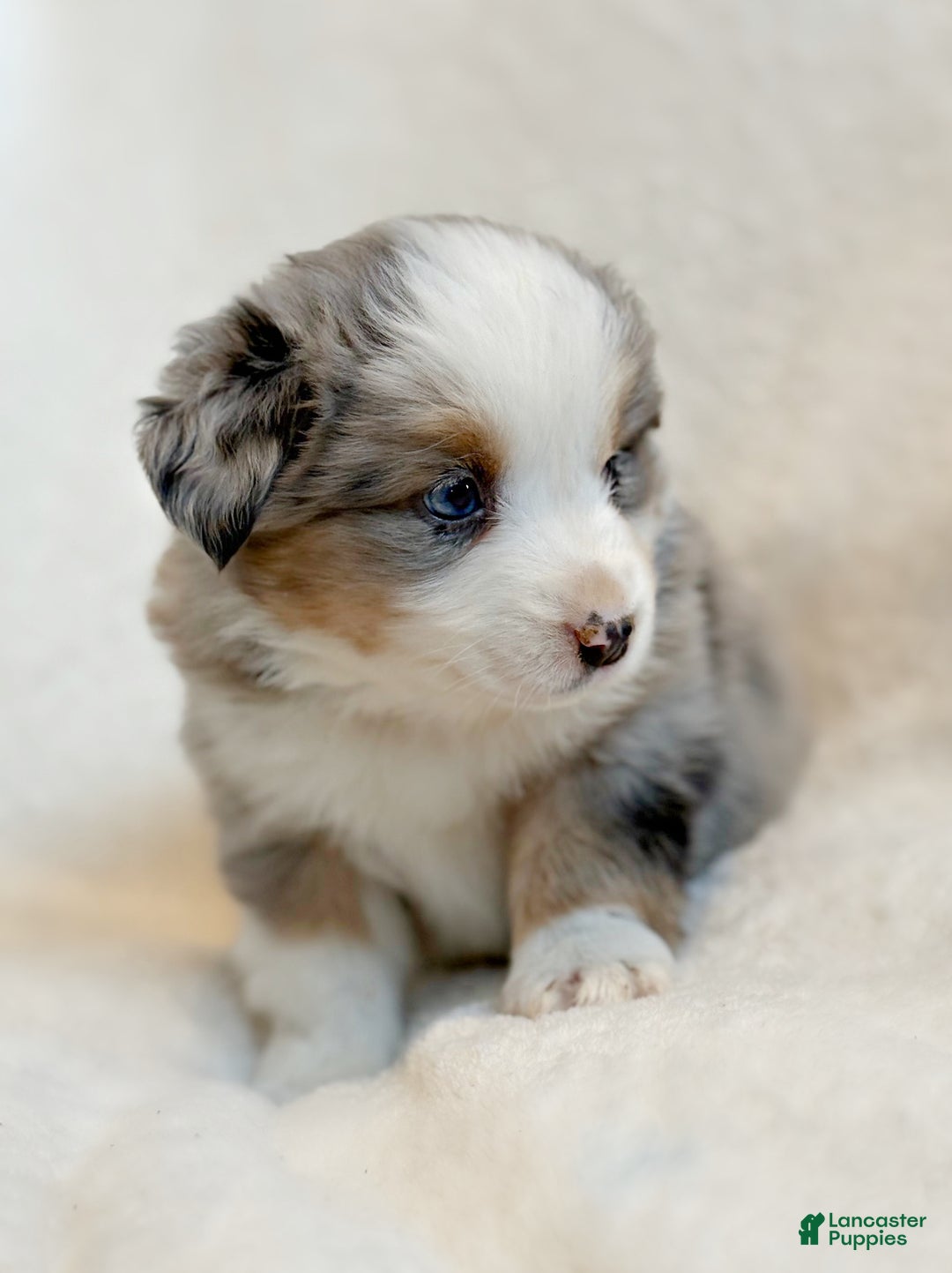 Miniature Australian Shepherd dogs for sale: Birdie - Ad 2