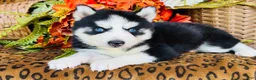Siberian Husky dogs for sale: Maci - Ad 5