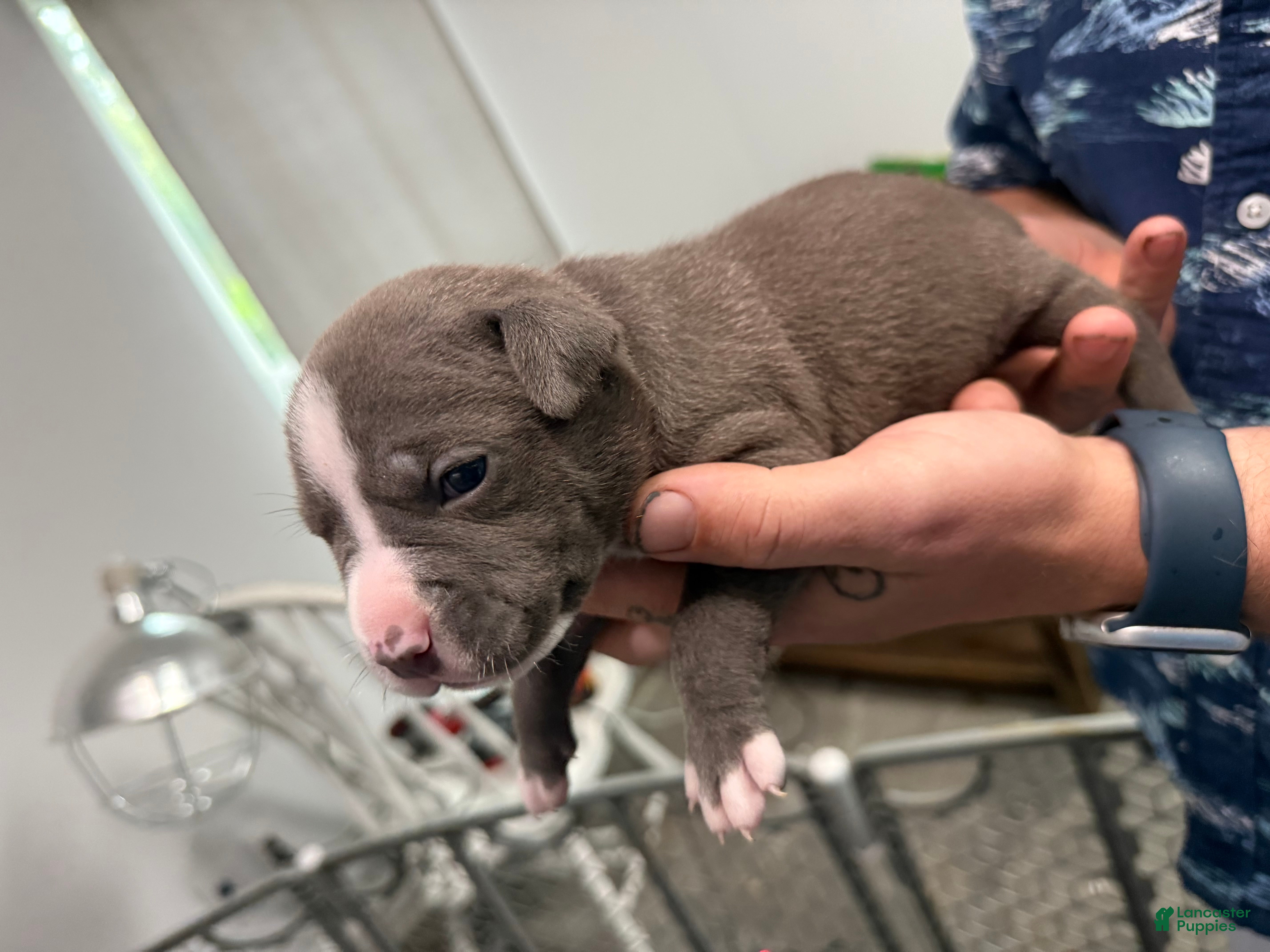 American Bully dogs Sadie - XL American Bully Puppy  - Ad 32