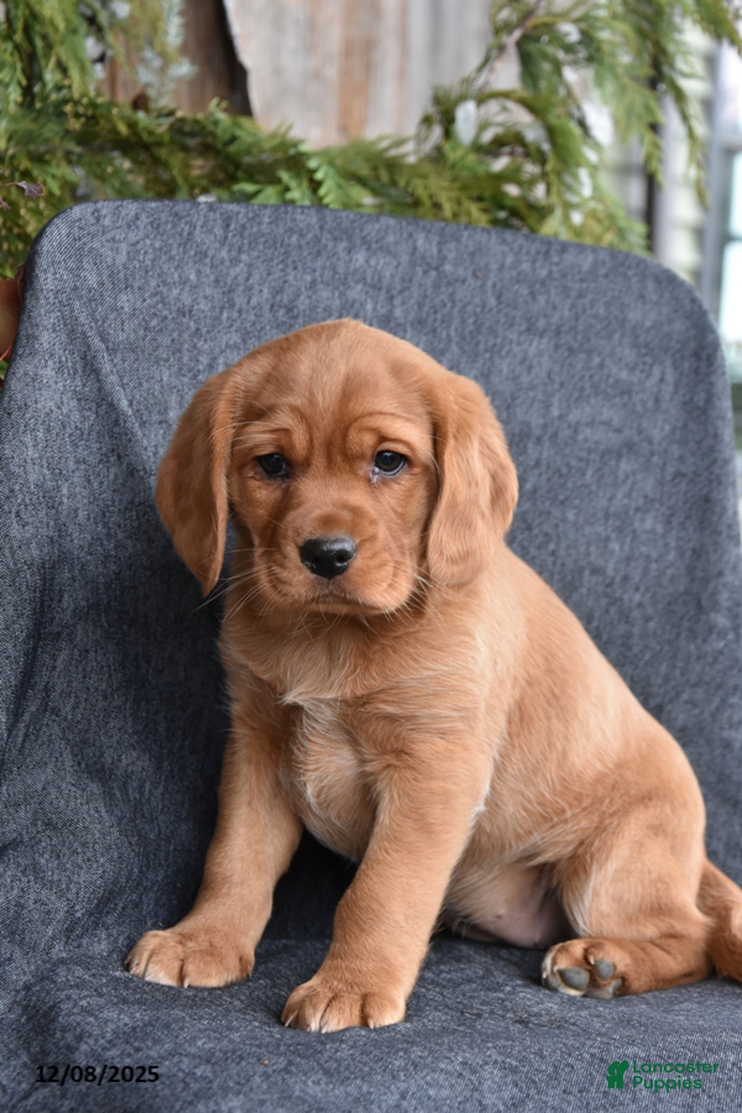 Mixed Breed dogs for sale: Jolly - Ad 1