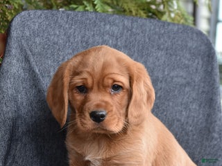 Mixed Breed dogs Jolly - Ad 11