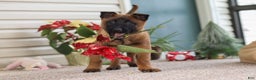 Belgian Malinois dogs for sale: Ginger - Ad 2