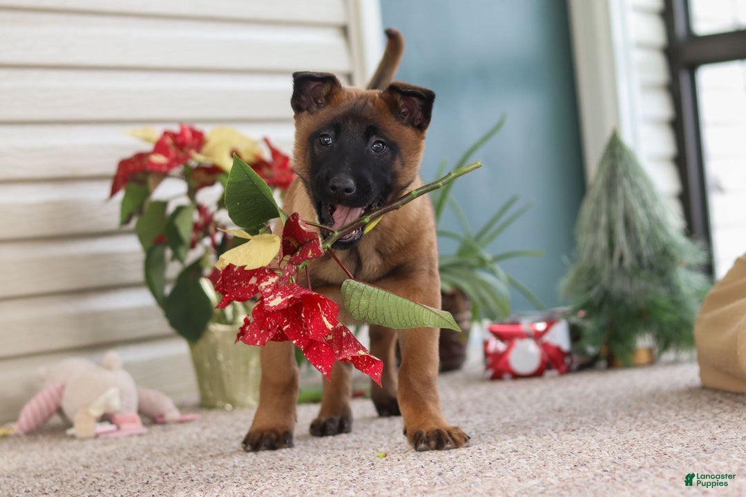 Belgian Malinois dogs for sale: Ginger - Ad 2