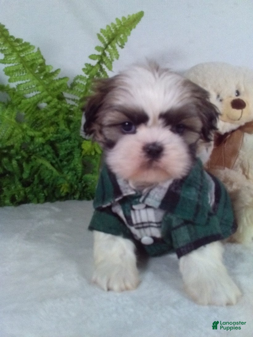 Shih Tzu dogs Cash - Ad 22