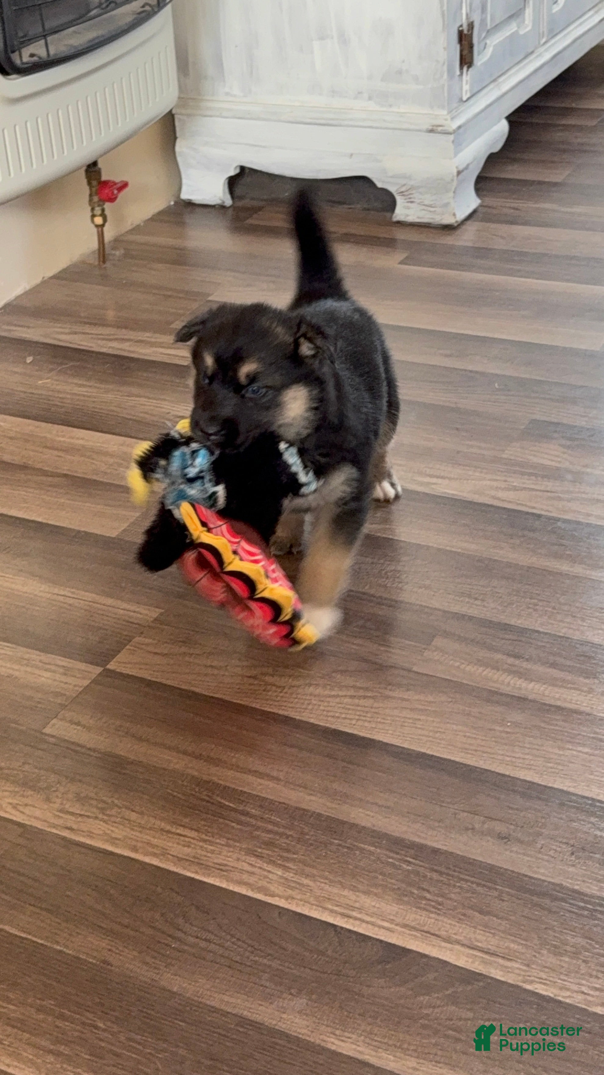 Gerberian Shepsky dogs Gerberian Shepsky Puppy 1 - Ad 2