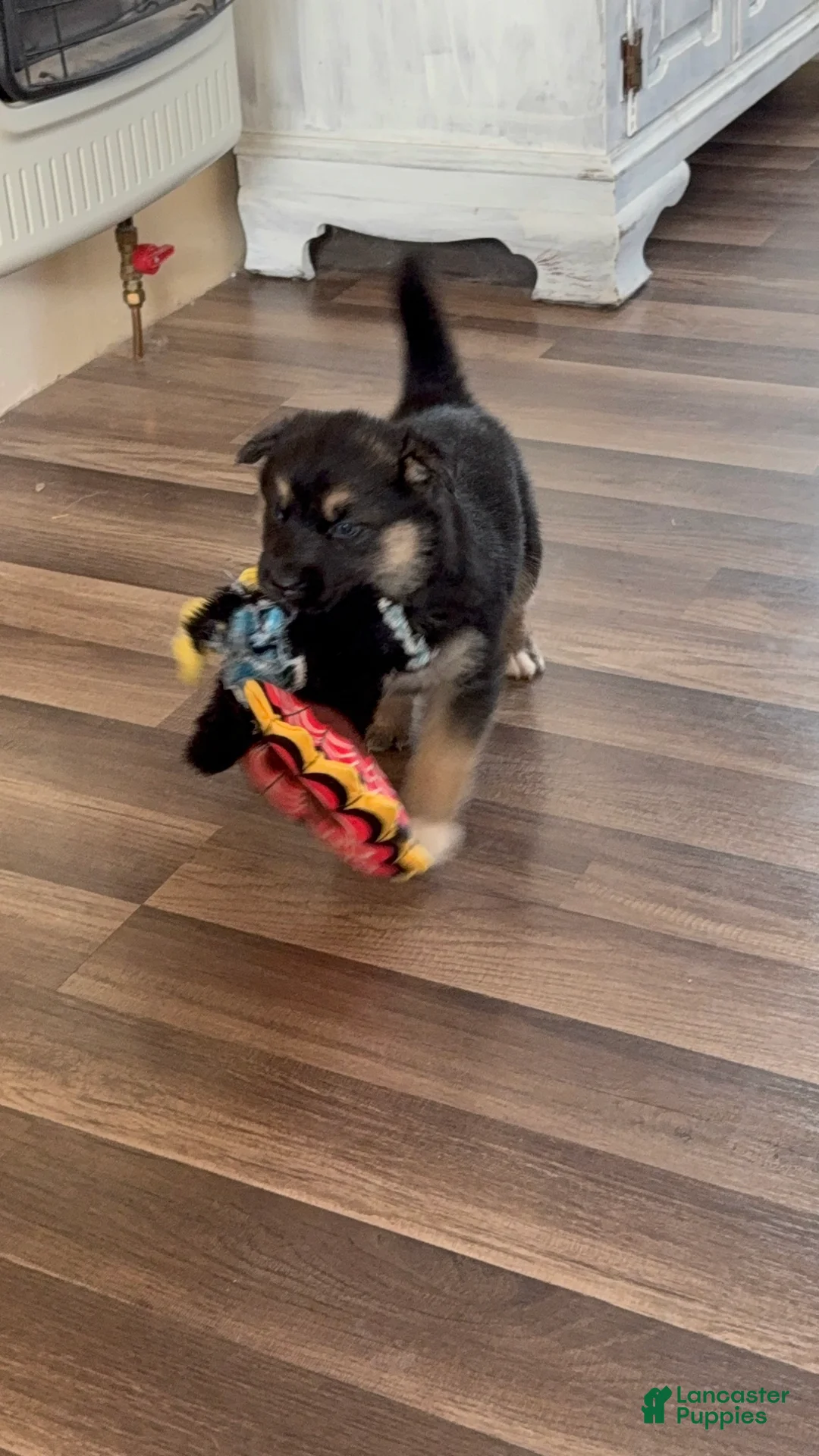 Gerberian Shepsky dogs for sale: Gerberian Shepsky Puppy 1 - Ad 2