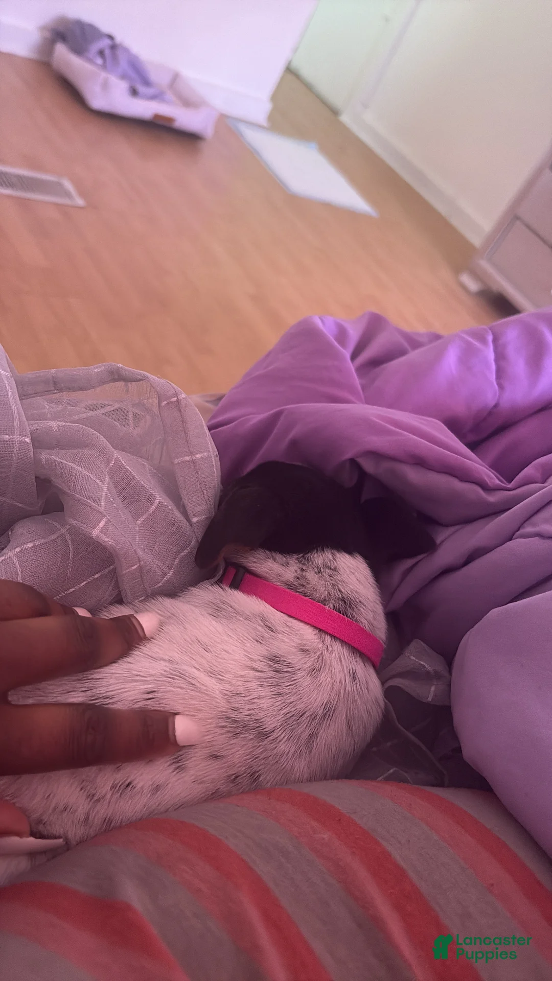 Jack Russell Terrier dogs for sale: Jack Russell Terrier Puppy 1 - Ad 2