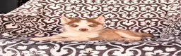 Pomsky dogs for sale: Chili - Ad 4