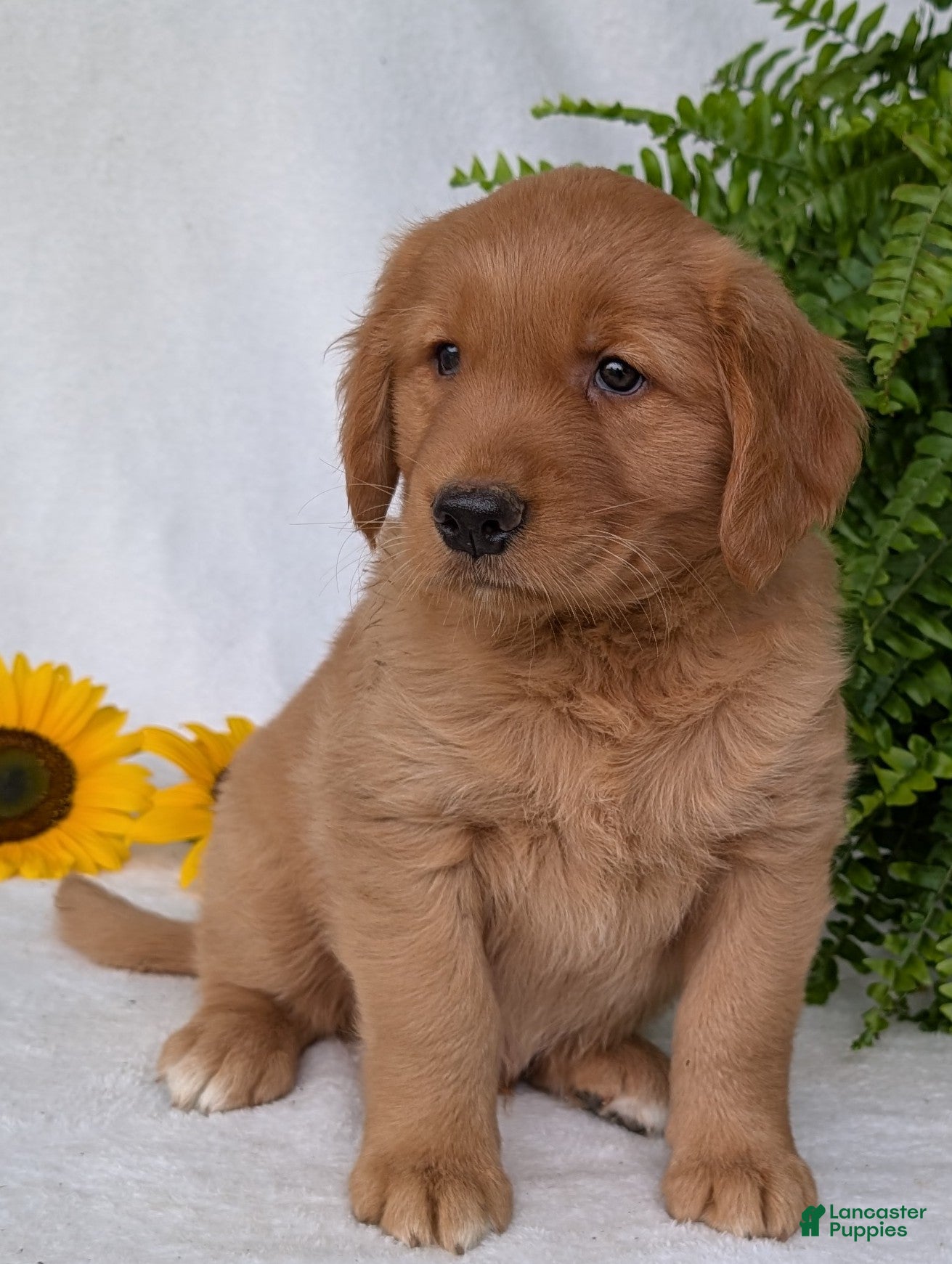 Golden Retriever dogs Brinkley  - Ad 1