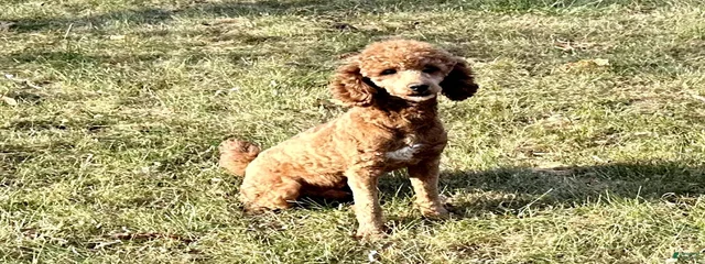 Koda