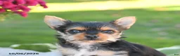 Yorkshire Terrier dogs for sale: Zoey - Ad 5