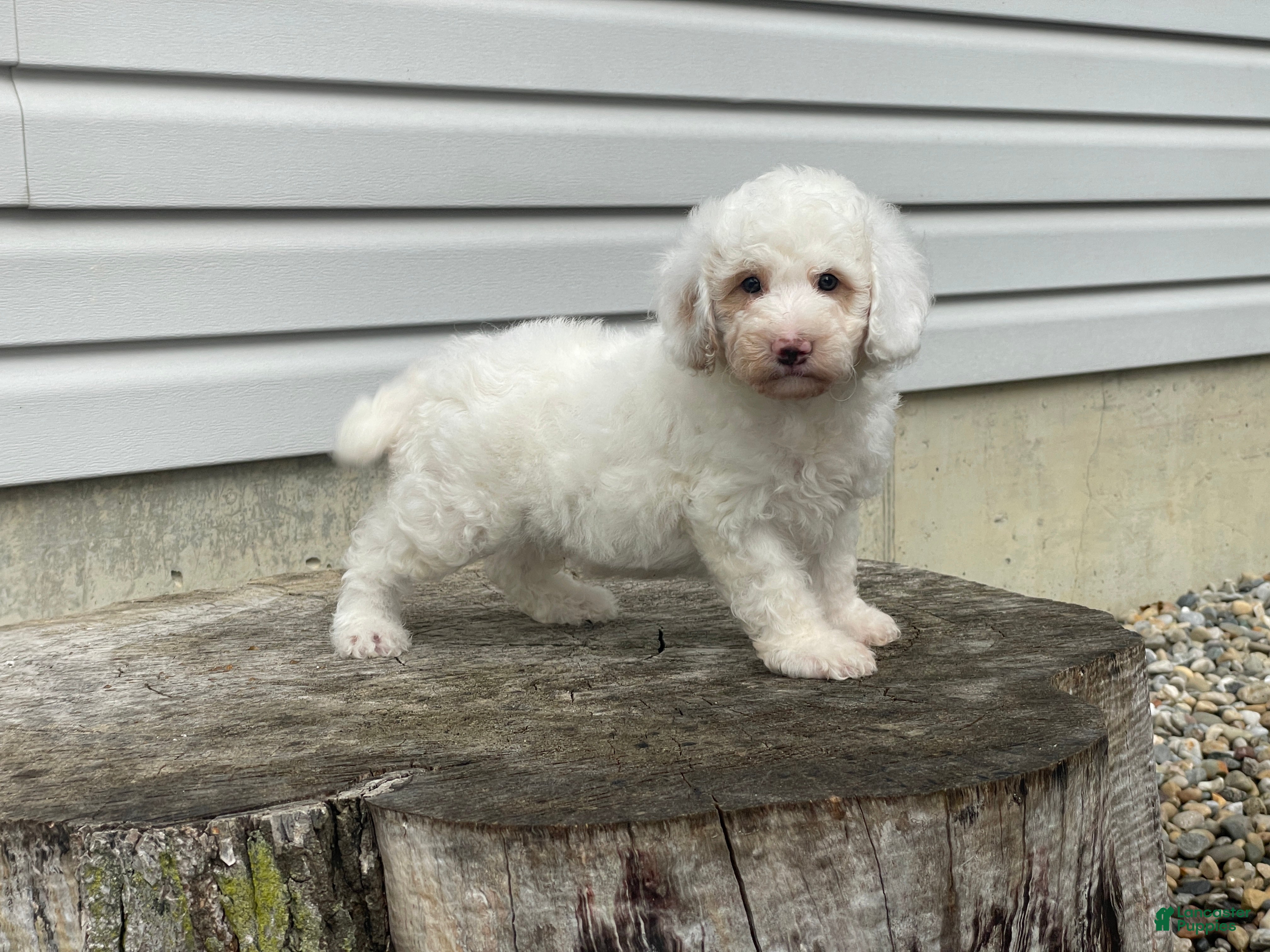 Miniature Poodle dogs Daxton Miniature Poodle  - Ad 2