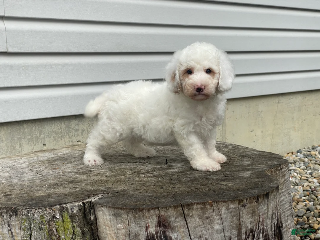 Miniature Poodle dogs for sale: Daxton Miniature Poodle  - Ad 2