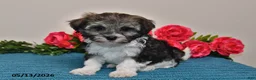 Havanese dogs for sale: Chloe - Ad 3