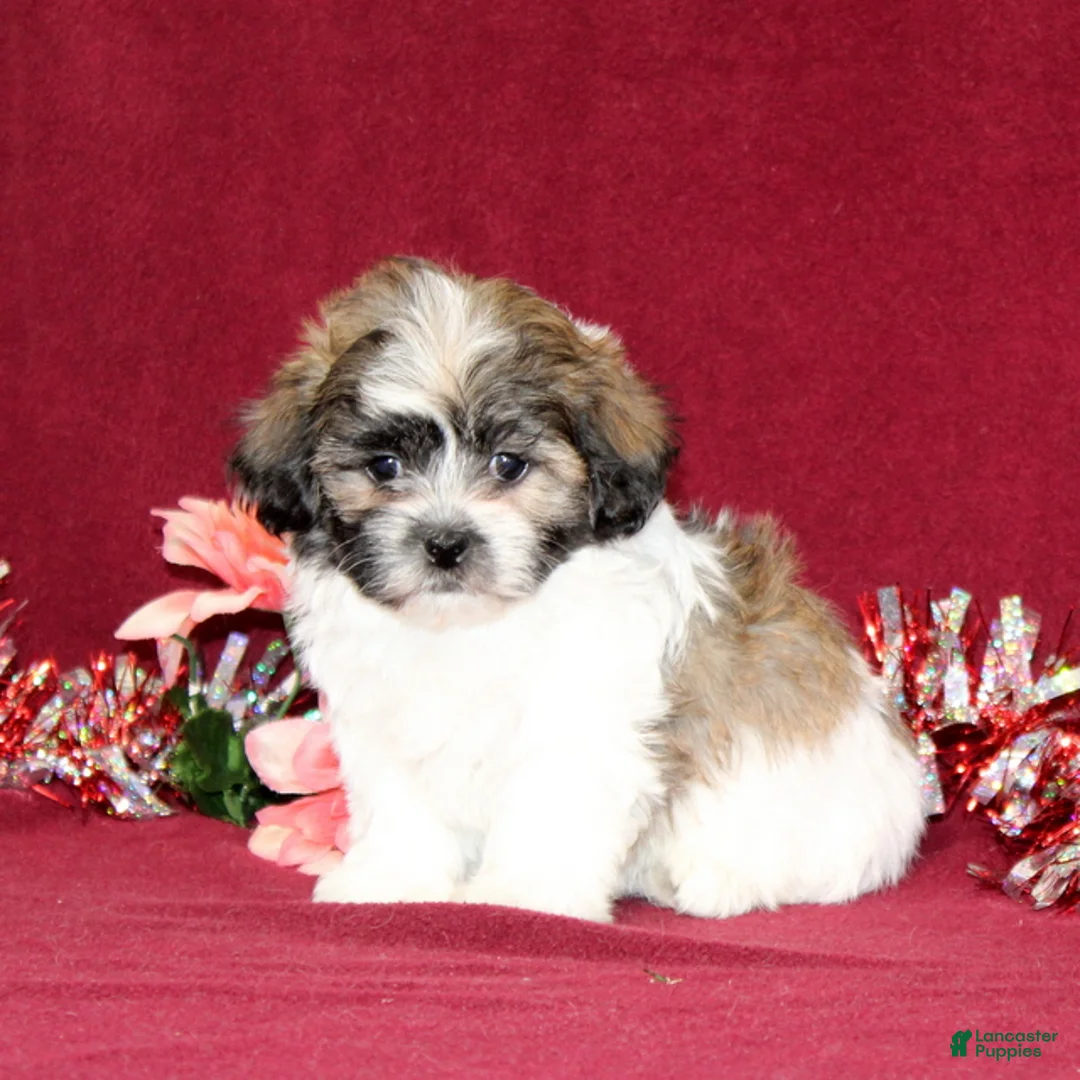 Teddy Bear dogs for sale: Zinnia - Ad 2