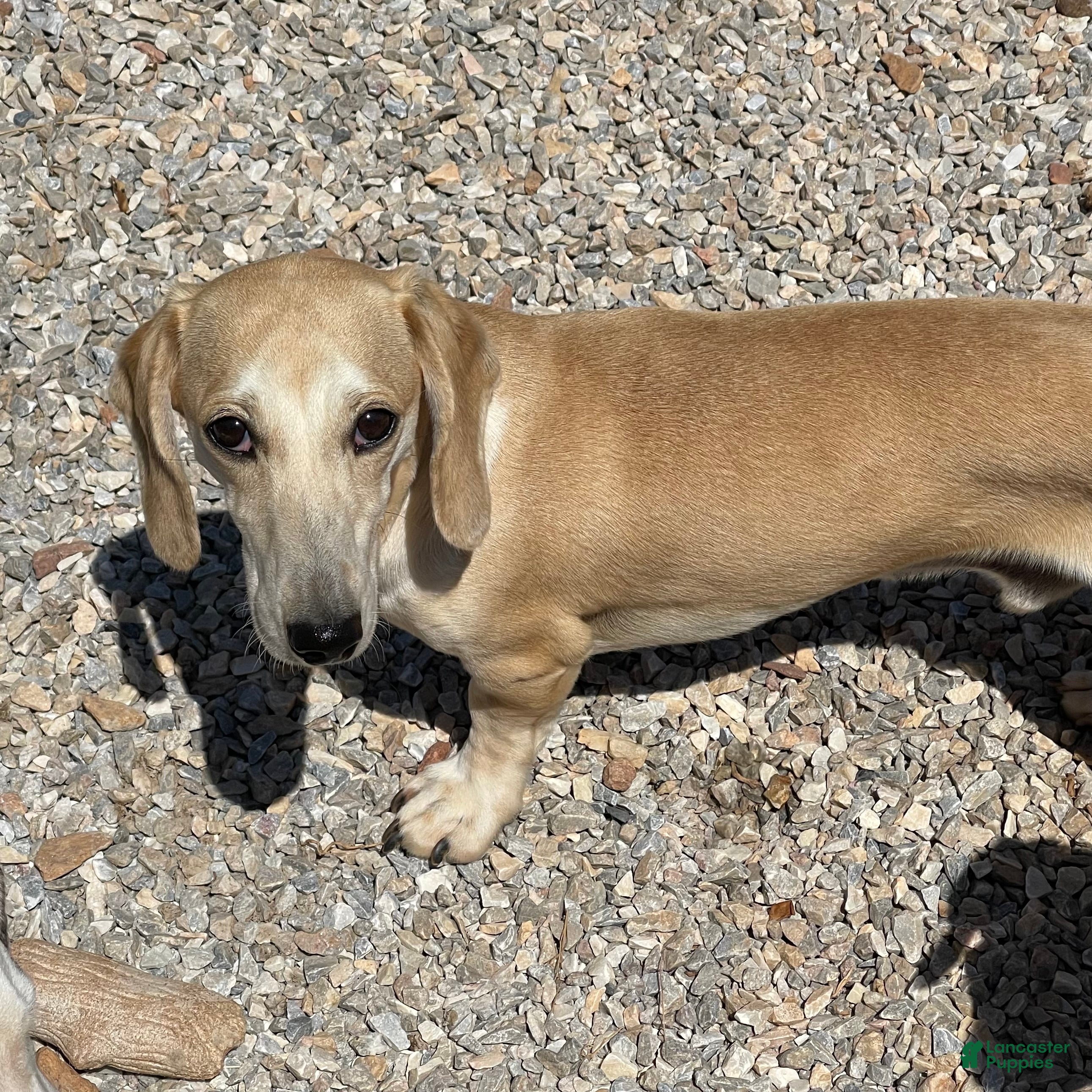 Dachshund dogs Bailey - Ad 40