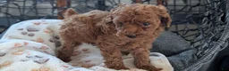 Toy Poodle dogs for sale: Waneta - Ad 8