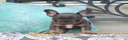 French Bulldog dogs for sale: Bruce  - Ad 6