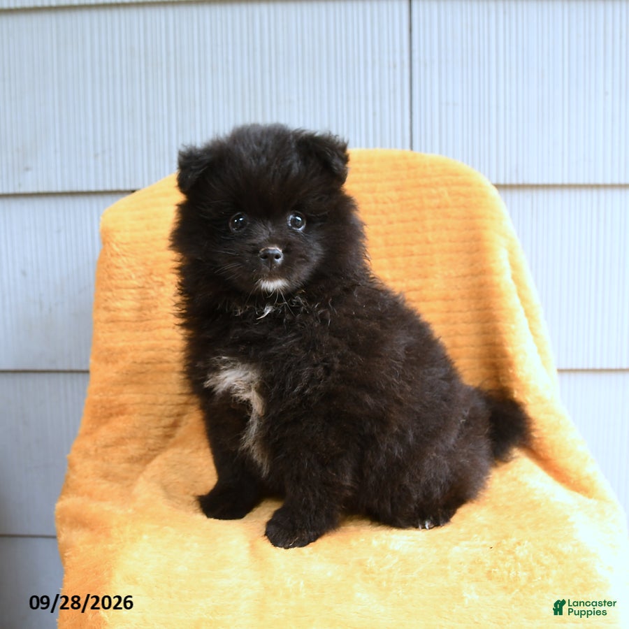 Pomeranian dogs Buddy - Ad 2