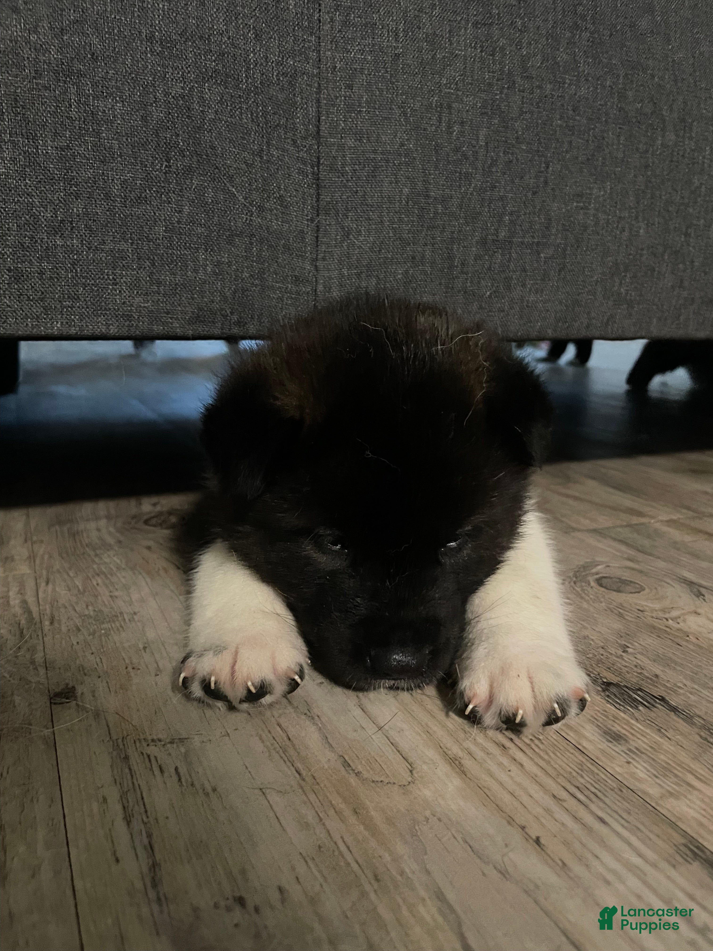 Akita dogs Akita 4 - Ad 32