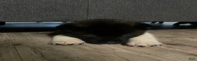 Akita 4