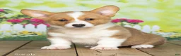 Welsh Corgi Pembroke dogs for sale: Sarah - Ad 2