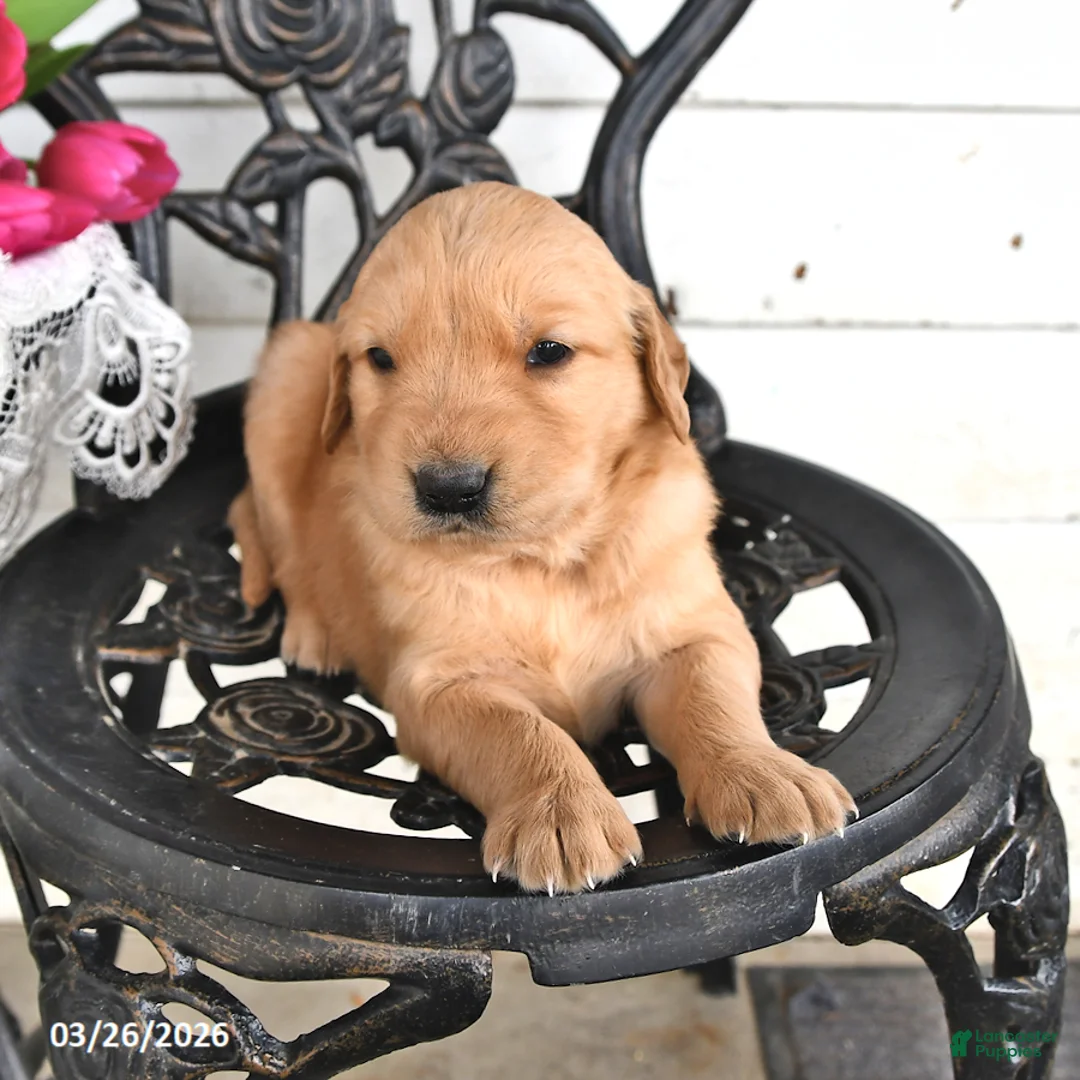 Golden Retriever dogs for sale: Boyd - Ad 2