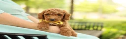 Mini Goldendoodle dogs for sale: Coleman - Ad 4