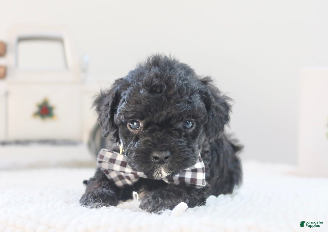 Toy Poodle dogs for sale: Rudolph - Ad 4