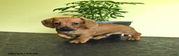 Miniature Dachshund dogs for sale: Landon - Ad 3
