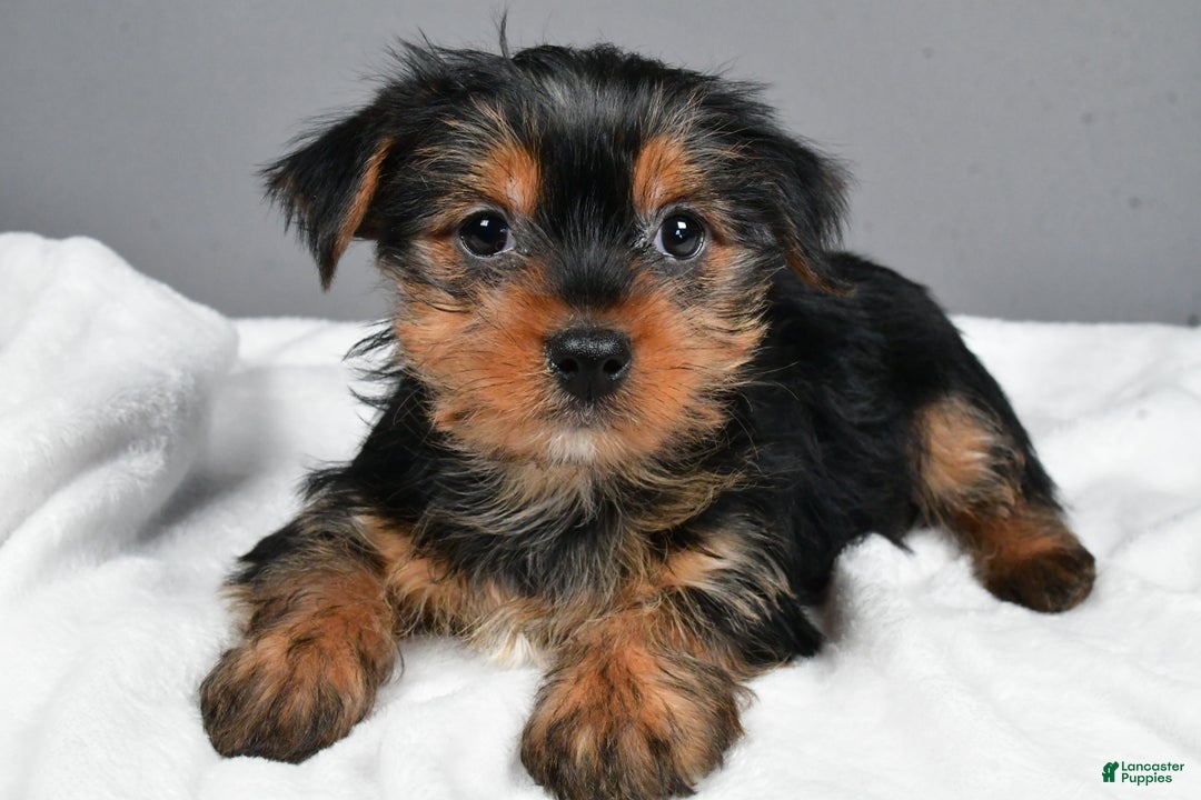 Yorkshire Terrier dogs for sale: Mia - Ad 1
