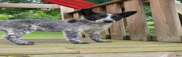 Mixed Breed dogs for sale: Cali - Ad 2
