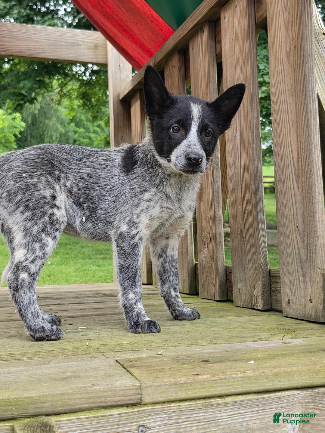 Mixed Breed dogs for sale: Cali - Ad 2