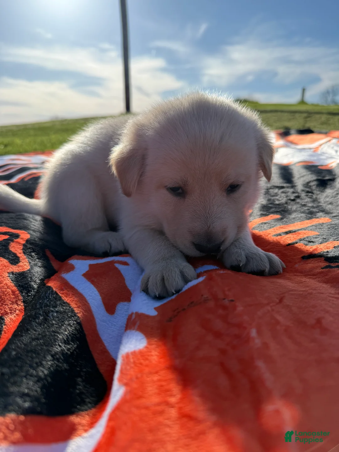 Mixed Breed dogs for sale: Marshmallow  - Ad 2