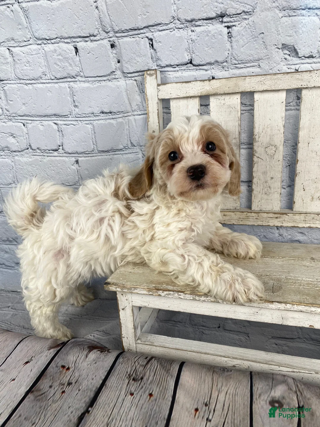Cavapoo dogs for sale: Roscoe - Ad 1