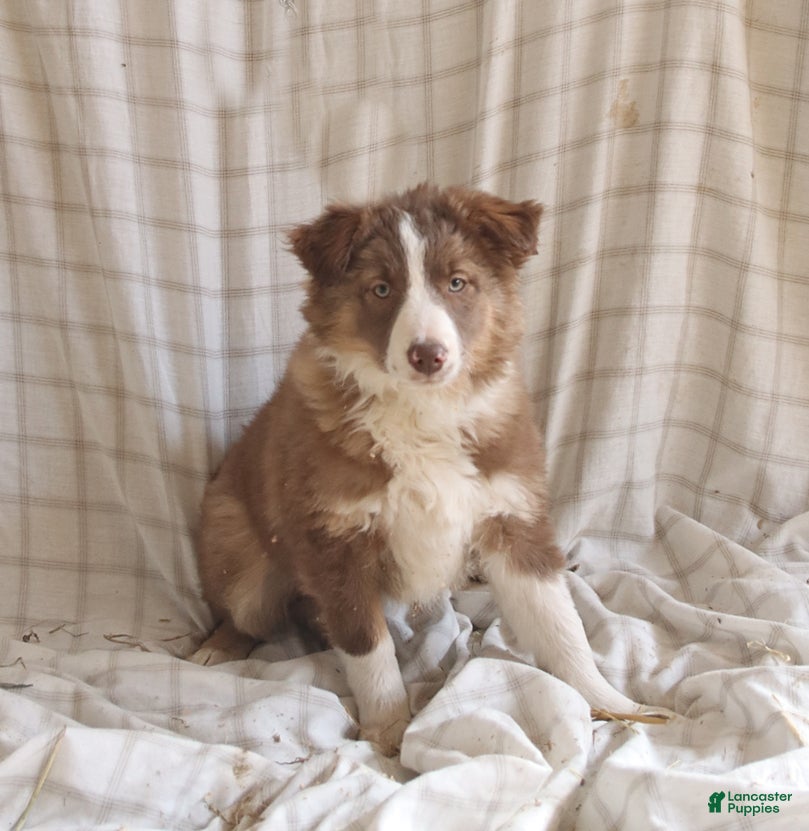 Mixed Breed dogs Lilac - Ad 2