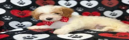 Cavapoo dogs for sale: Spike - Ad 8