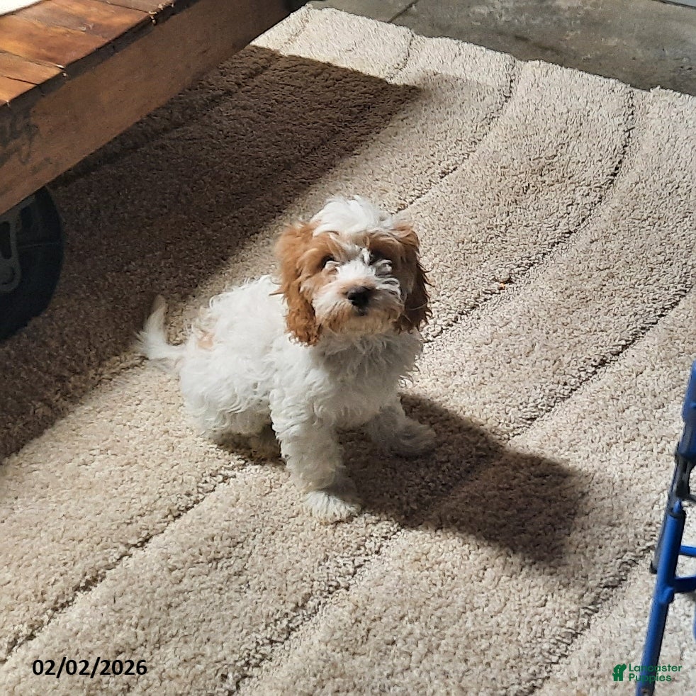 Cavapoo dogs Charlie - Ad 1